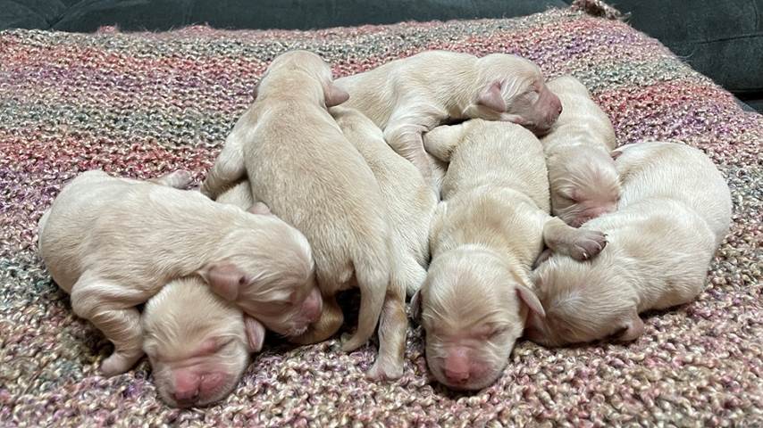 A group of puppies sleeping on a blanket

Description automatically generated