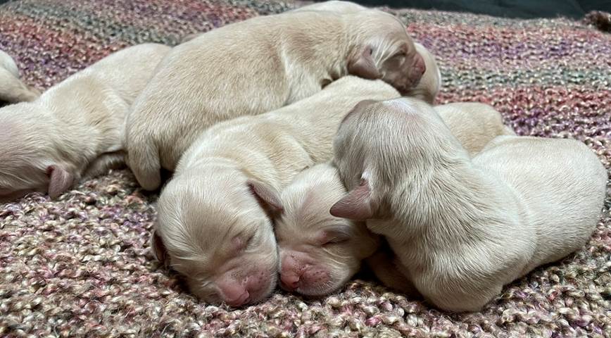 A group of puppies sleeping on a carpet

Description automatically generated