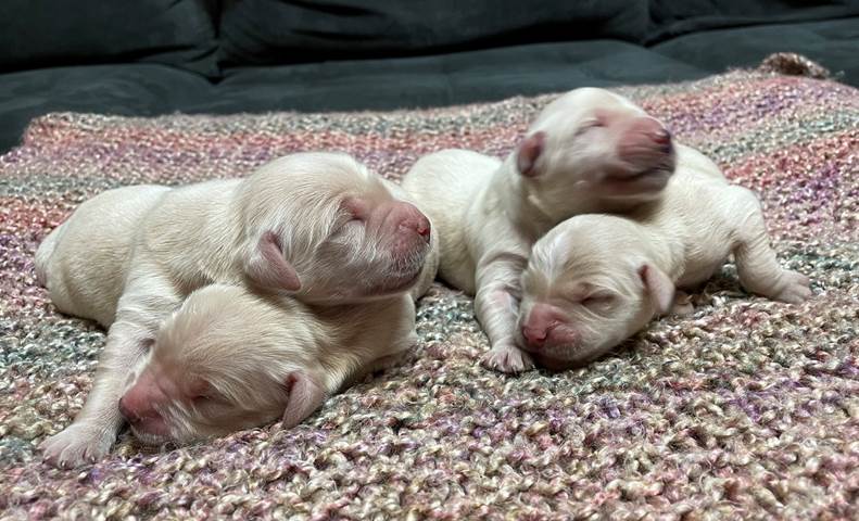 A group of puppies sleeping on a blanket

Description automatically generated