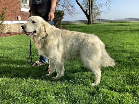 A dog standing on grass

Description automatically generated with low confidence