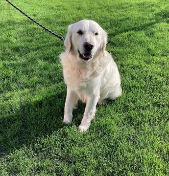 A dog on a leash on grass

Description automatically generated with medium confidence