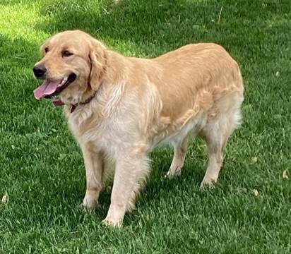 A dog standing in the grass

Description automatically generated with medium confidence