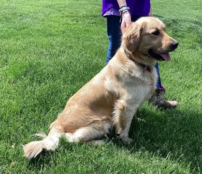 A dog sitting on grass

Description automatically generated with medium confidence