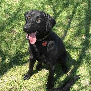 A black dog sitting on grass

Description automatically generated