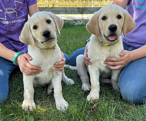 Two dogs sitting on grass

Description automatically generated