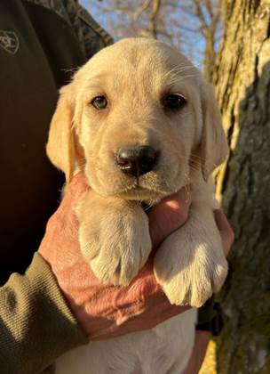 A person holding a puppy

AI-generated content may be incorrect.