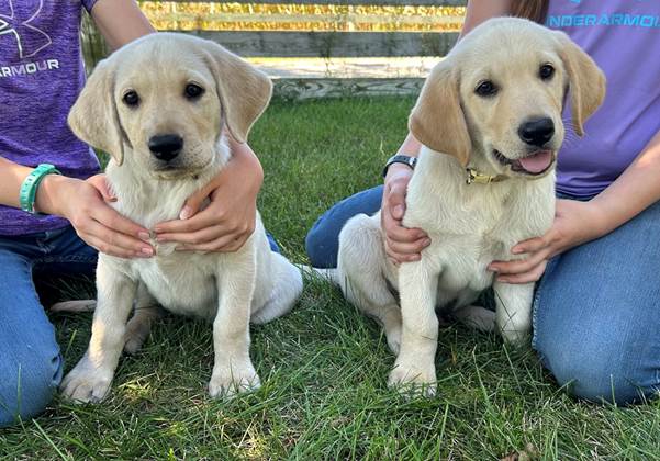 Two dogs sitting on grass

Description automatically generated