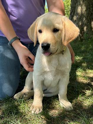 A person petting a puppy

Description automatically generated