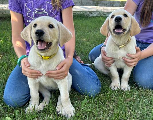 Two people holding puppies in their lap

Description automatically generated