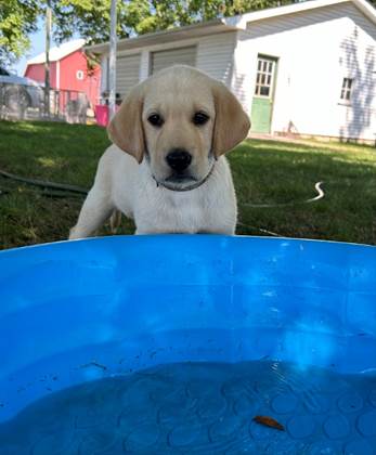 A puppy standing in front of a blue pool

Description automatically generated