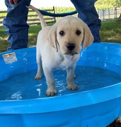 A dog standing in a blue pool

Description automatically generated