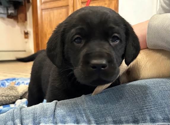 A black puppy lying on a person's lap

AI-generated content may be incorrect.
