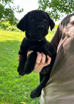 A person holding a black puppy

Description automatically generated