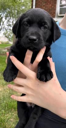 A person holding a black puppy

Description automatically generated