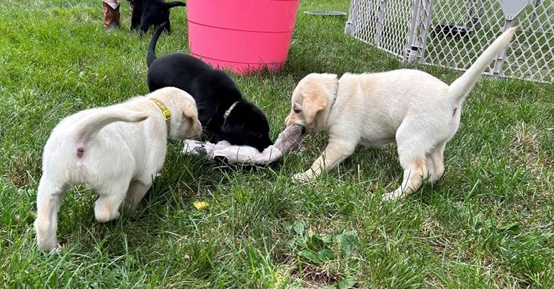 A group of puppies playing with a toy

Description automatically generated