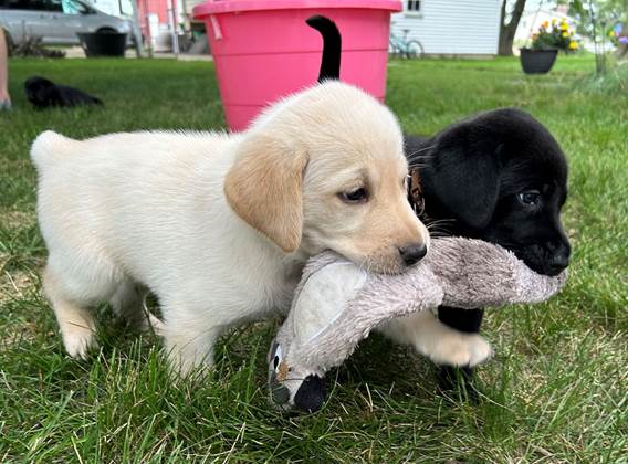 Two puppies playing with a stuffed animal

Description automatically generated