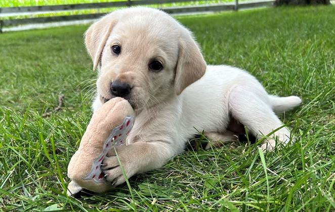 A puppy chewing on a toy

Description automatically generated