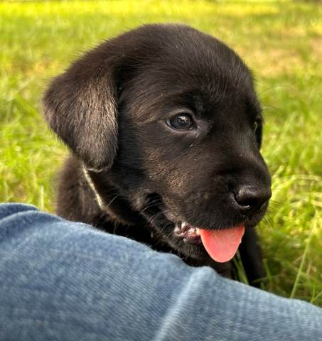 A black puppy with its tongue out

Description automatically generated