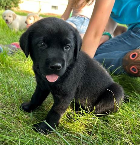 A black puppy sitting in the grass

Description automatically generated