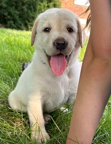 A dog sitting in the grass

Description automatically generated