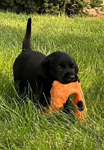 A black puppy holding an orange toy in its mouth

Description automatically generated