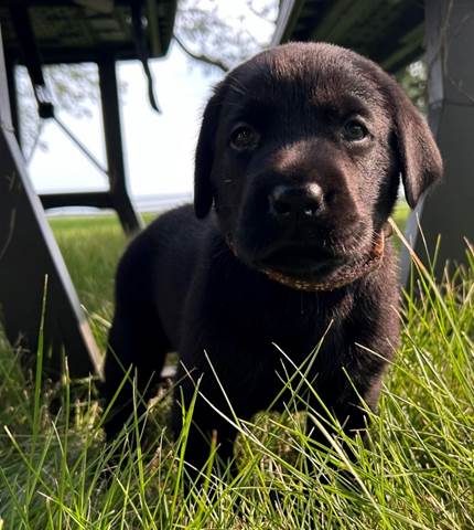 A black puppy standing in grass

Description automatically generated