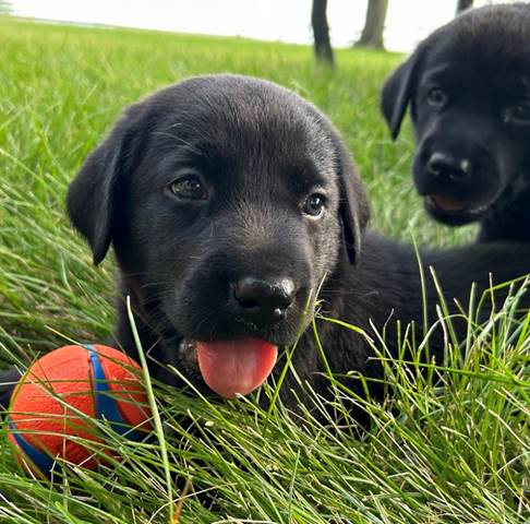 Two black puppies lying in grass with a ball

Description automatically generated