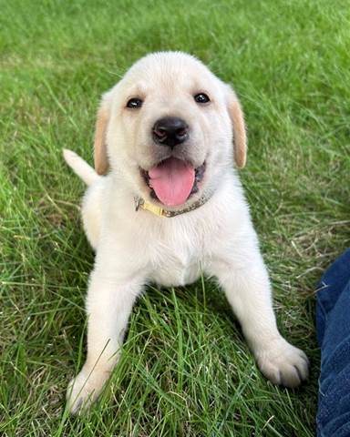 A puppy lying in the grass

Description automatically generated