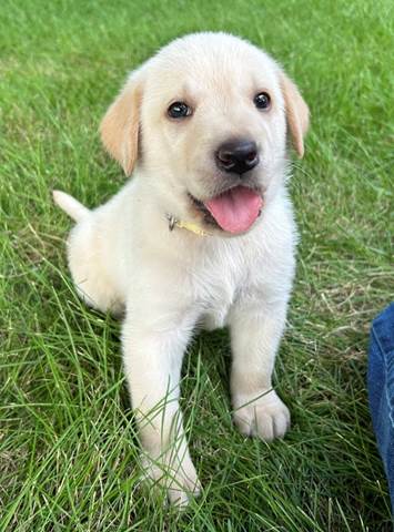 A puppy sitting in the grass

Description automatically generated