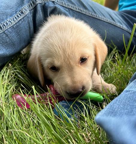 A puppy lying on grass with a toy

Description automatically generated