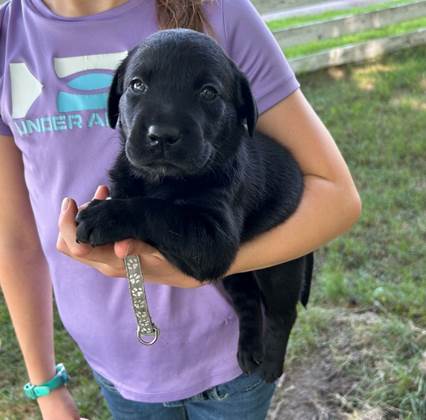 A person holding a black puppy

Description automatically generated