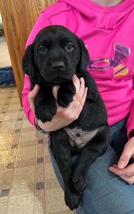 A person holding a black puppy

AI-generated content may be incorrect.