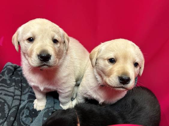Two puppies on a blanket

AI-generated content may be incorrect.