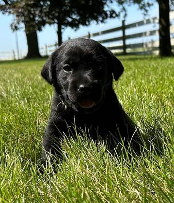 A black puppy sitting in grass

Description automatically generated