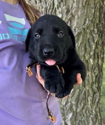 A person holding a black puppy

Description automatically generated