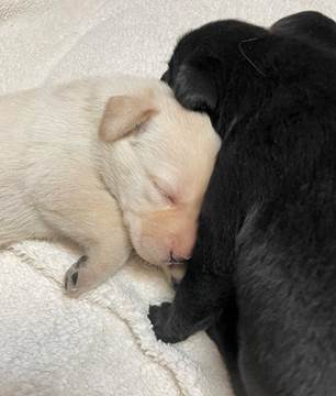 A black dog sleeping next to a white dog

Description automatically generated