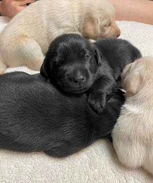 A group of puppies lying on a blanket

Description automatically generated