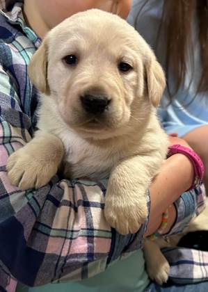 A person holding a puppy

AI-generated content may be incorrect.