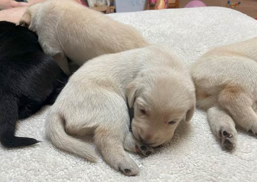 A group of puppies lying on a bed

Description automatically generated