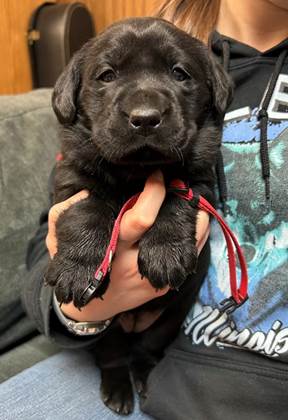 A person holding a black puppy

AI-generated content may be incorrect.