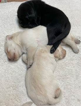 A black puppy lying on top of a white puppy

Description automatically generated