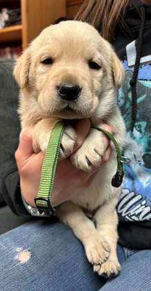 A person holding a puppy

AI-generated content may be incorrect.