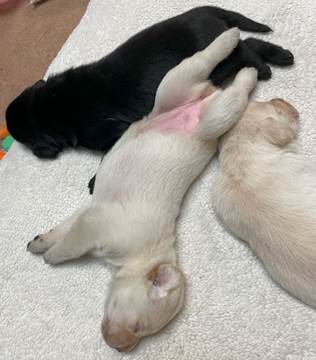 A group of puppies sleeping on a carpet

Description automatically generated