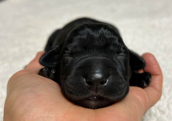 A hand holding a black puppy

Description automatically generated