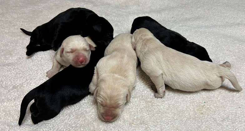 A group of puppies lying on a white surface

Description automatically generated