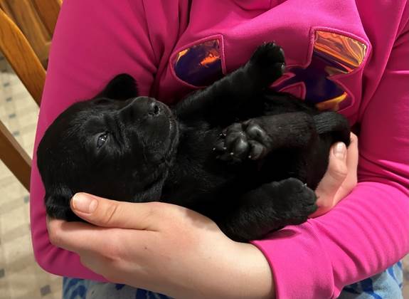 A person holding a black puppy

AI-generated content may be incorrect.