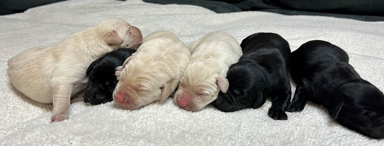 A group of puppies sleeping on a blanket

Description automatically generated