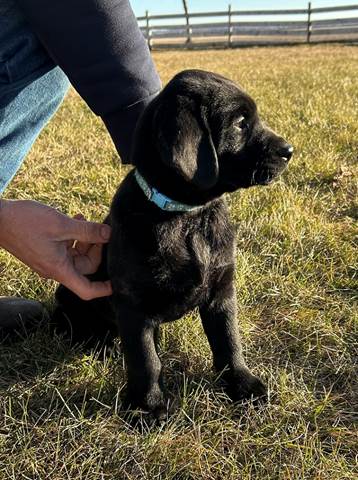 A person petting a black puppy

Description automatically generated