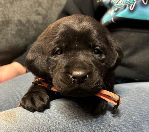 A black puppy with a leash on its head

AI-generated content may be incorrect.