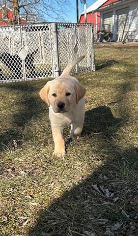 A dog walking in the grass

Description automatically generated